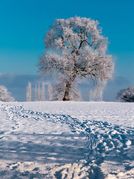 Phil Harbord - Frosty Tree and Field